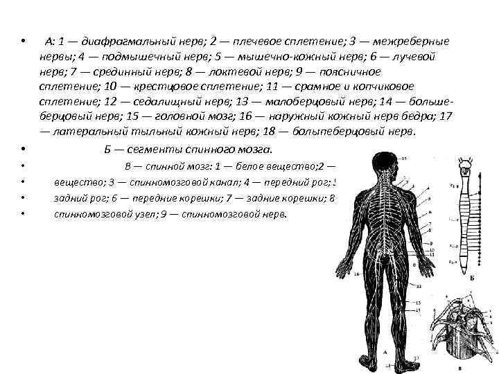  • А: 1 — диафрагмальный нерв; 2 — плечевое сплетение; 3 — межреберные