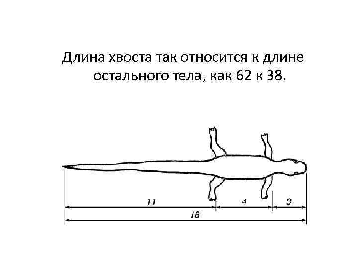 Длина хвоста так относится к длине остального тела, как 62 к 38. 