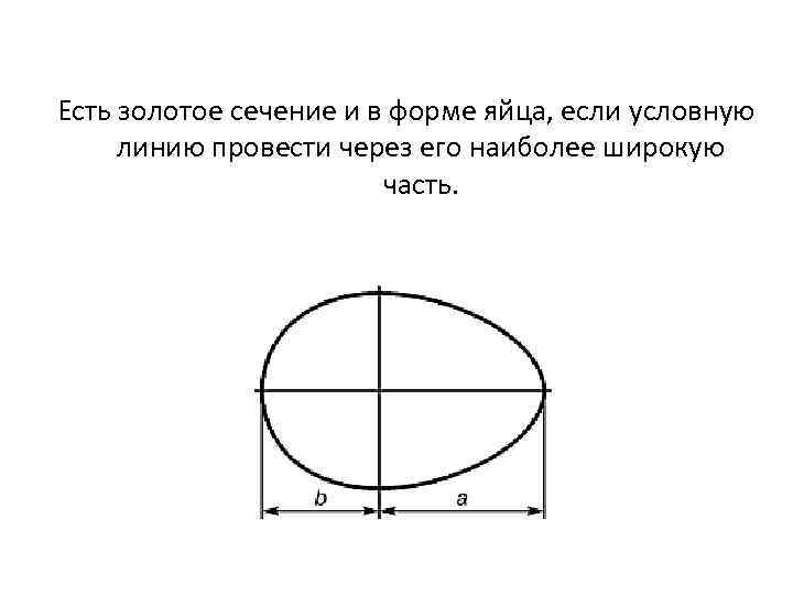 Чертеж яйца с размерами