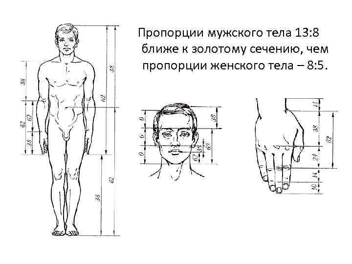 Пропорции мужского тела