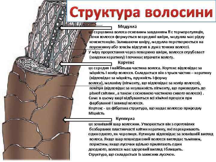 Строение волоса картинка