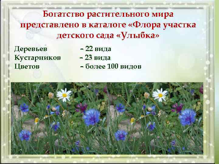 Богатство растительного мира представлено в каталоге «Флора участка детского сада «Улыбка» Деревьев Кустарников Цветов