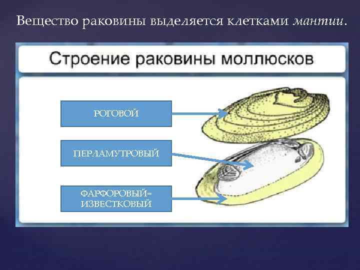 Вещество раковины выделяется клетками мантии. РОГОВОЙ ПЕРЛАМУТРОВЫЙ ФАРФОРОВЫЙ= ИЗВЕСТКОВЫЙ 