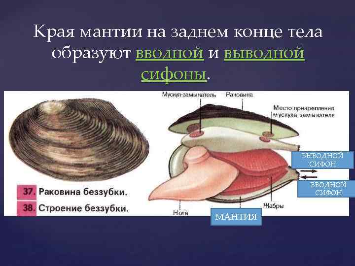 Края мантии на заднем конце тела образуют вводной и выводной сифоны ВЫВОДНОЙ СИФОН ВВОДНОЙ