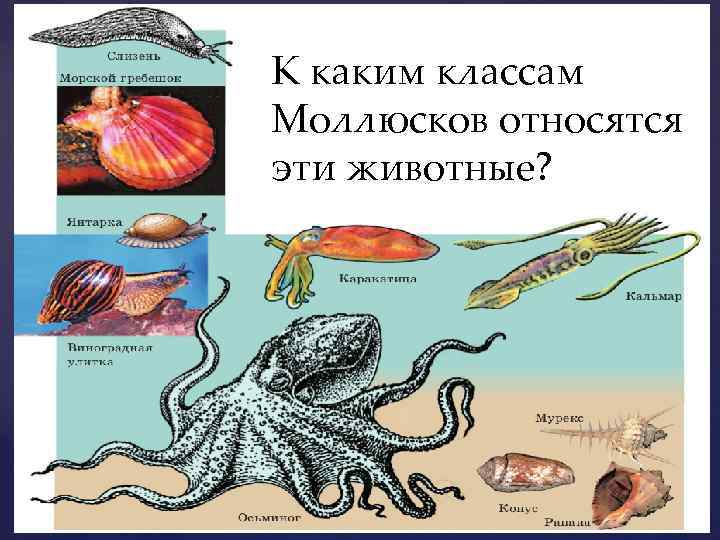Три примера животных относящихся к моллюскам. Подцарство моллюсков. Что относится к моллюскам. Какие животные относятся к моллюскам. Моллюски царство.