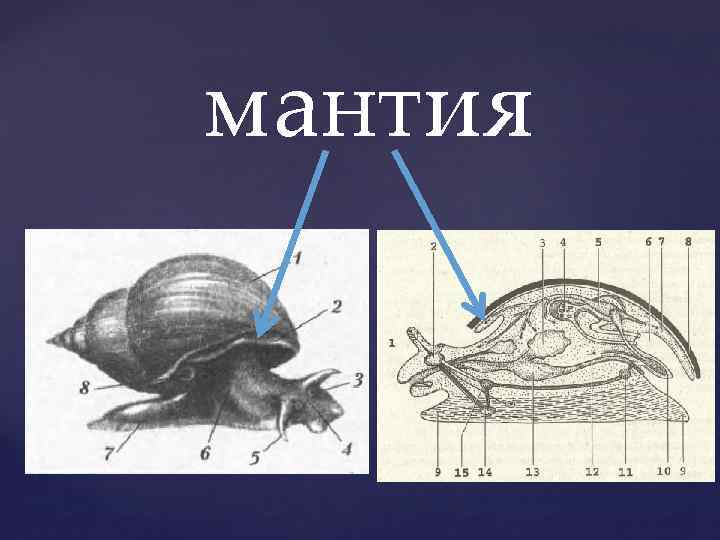 Сосуды мантии моллюска. Мантия моллюсков это кожная складка. Моллюски строение мантия. Моллюски мантийная полость. Мантийная полость у брюхоногих моллюсков.