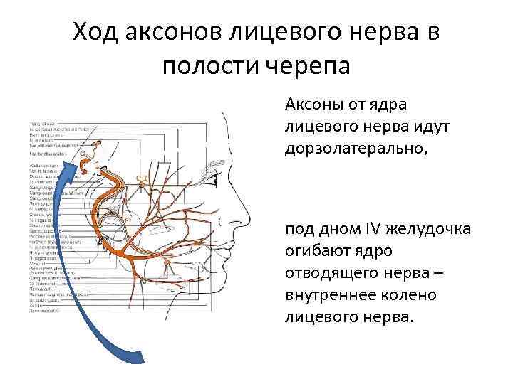 Тройничный нерв анатомия схема ядра. Ход тройничного нерва в полости черепа.