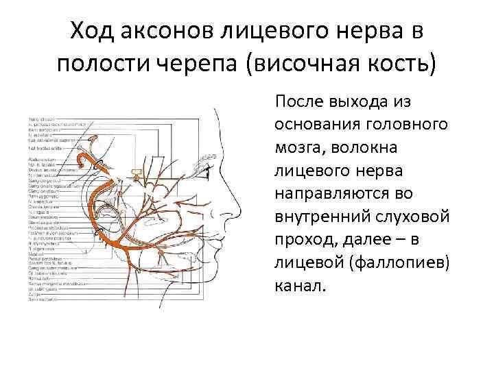 Лицевой канал височной кости