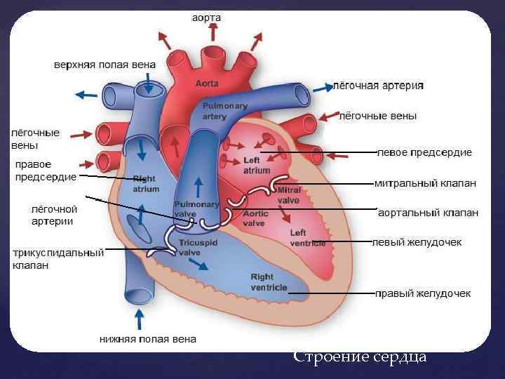 Строение сердца 