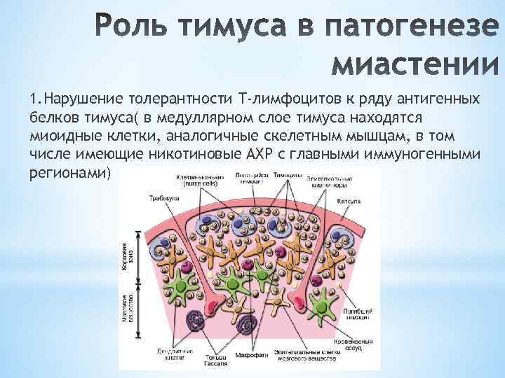 1. Нарушение толерантности Т-лимфоцитов к ряду антигенных белков тимуса( в медуллярном слое тимуса находятся