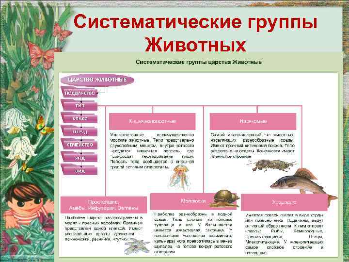 Систематические группы Животных 