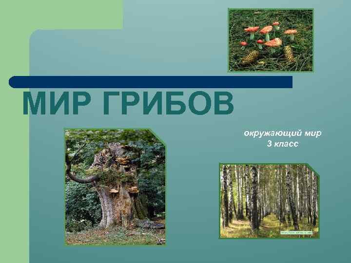 МИР ГРИБОВ окружающий мир 3 класс 