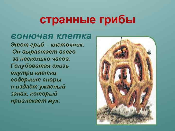 странные грибы вонючая клетка Этот гриб – клеточник. Он вырастает всего за несколько часов.