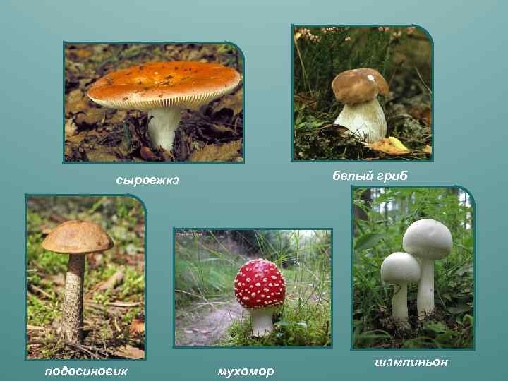 Окружающий мир класс грибы. Гриб. Грибы 3 класс окружающий мир. Грибы в окружающем мире. Белый гриб.