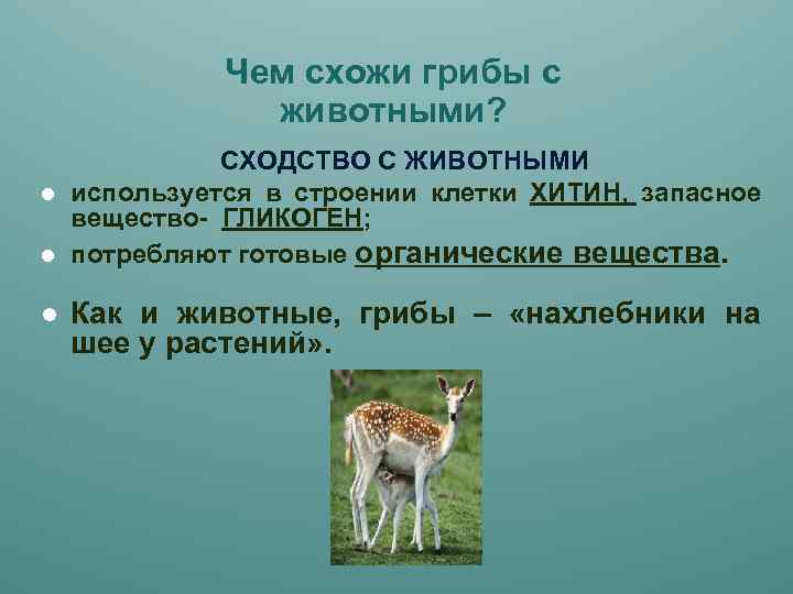 Животные строение и сходство животных. Чем схожи грибы и животные. Чем грибы сходны с животными. Чем грибы схожи с животными. Чем грибы схожи с животными 5 класс.