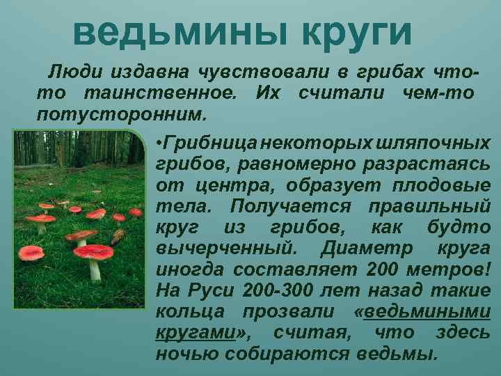 ведьмины круги Люди издавна чувствовали в грибах чтото таинственное. Их считали чем-то потусторонним. •