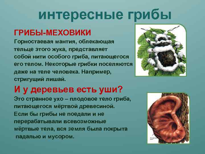 интересные грибы ГРИБЫ-МЕХОВИКИ Горностаевая мантия, облекающая тельце этого жука, представляет собой нити особого гриба,