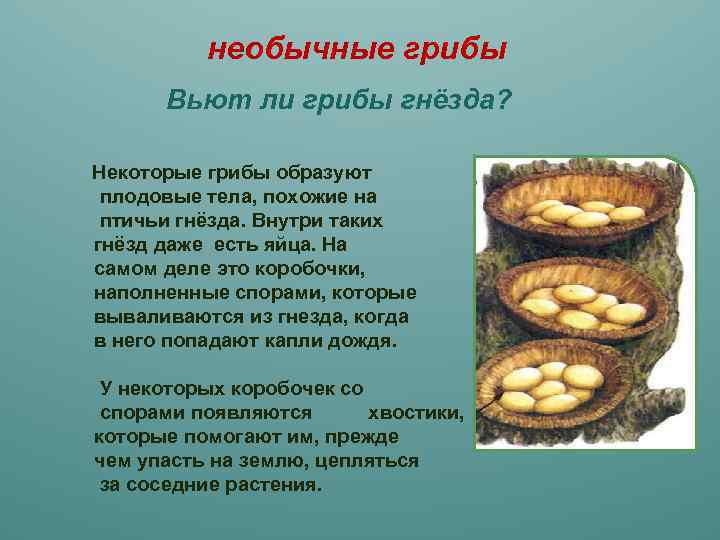 Факты о грибах. 5 Интересных фактов о грибах. Необычные грибы доклад. Факты о грибах 5 класс. Интересные факты о необычных грибах.