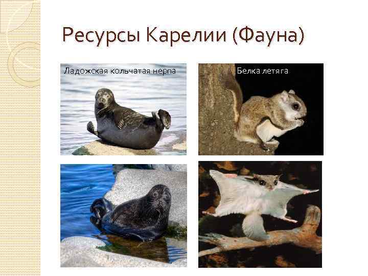 Ресурсы Карелии (Фауна) Ладожская кольчатая нерпа Белка летяга 