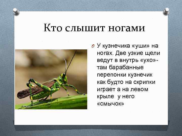 Кто слышит ногами O У кузнечика «уши» на ногах. Две узкие щели ведут в