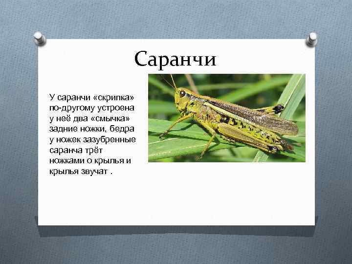 Саранчи У саранчи «скрипка» по-другому устроена у неё два «смычка» задние ножки, бедра у