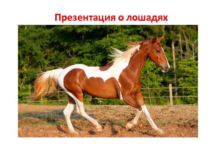Презентация о лошадях 
