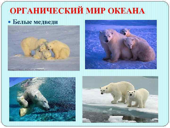 ОРГАНИЧЕСКИЙ МИР ОКЕАНА Белые медведи 