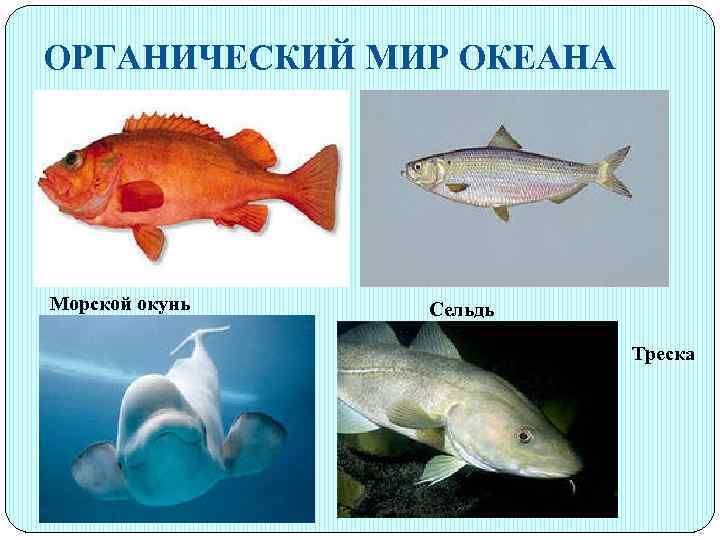 ОРГАНИЧЕСКИЙ МИР ОКЕАНА Морской окунь Сельдь Треска 