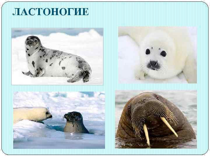 ЛАСТОНОГИЕ 