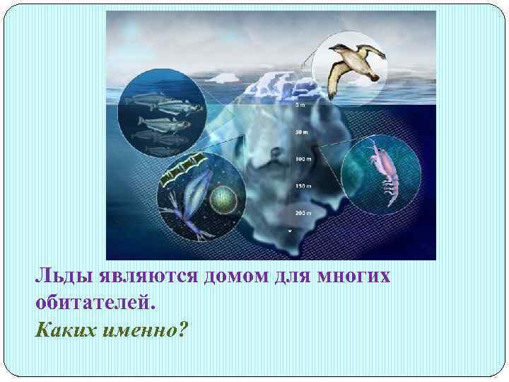 Льды являются домом для многих обитателей. Каких именно? 