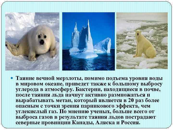  Таяние вечной мерзлоты, помимо подъема уровня воды в мировом океане, приведет также к