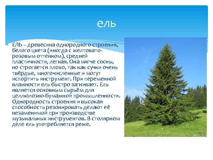 ель ЕЛЬ – древесина однородного строения, белого цвета (иногда с желтоваторозовым оттенком), средней пластичности,