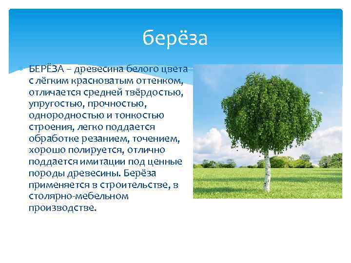 берёза БЕРЁЗА – древесина белого цвета с лёгким красноватым оттенком, отличается средней твёрдостью, упругостью,