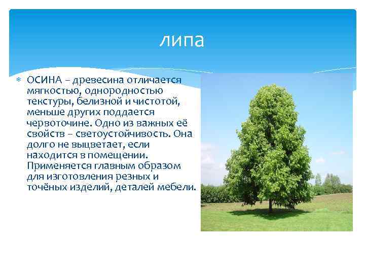 липа ОСИНА – древесина отличается мягкостью, однородностью текстуры, белизной и чистотой, меньше других поддается