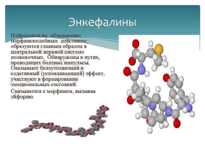 Энкефалины Нейропептиды, обладающие морфиноподобным действием; образуются главным образом в центральной нервной системе позвоночных. Обнаружены