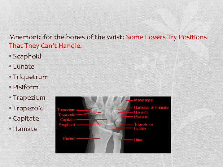 Mnemonic for the bones of the wrist: Some Lovers Try Positions That They Can't