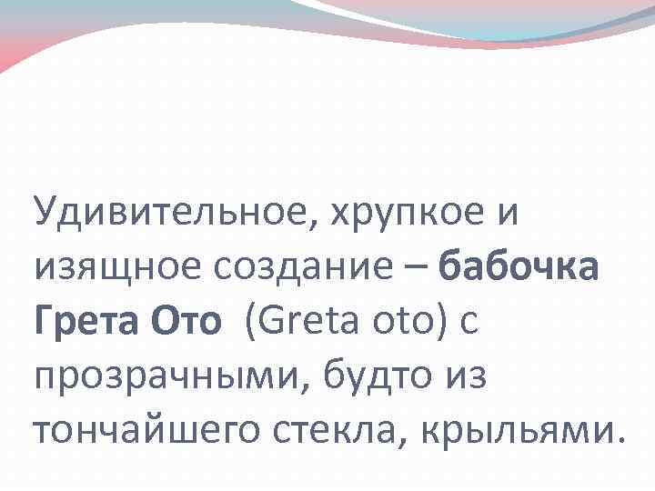 Удивительное, хрупкое и изящное создание – бабочка Грета Ото (Greta oto) с прозрачными, будто