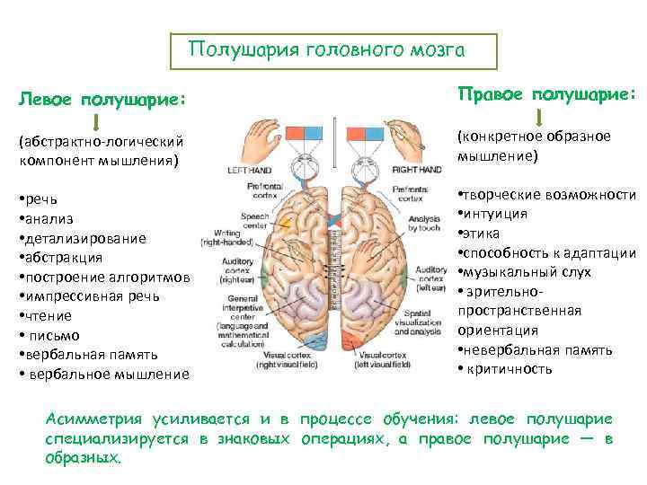 Полушария головного мозга Левое полушарие: Правое полушарие: (абстрактно-логический компонент мышления) (конкретное образное мышление) •