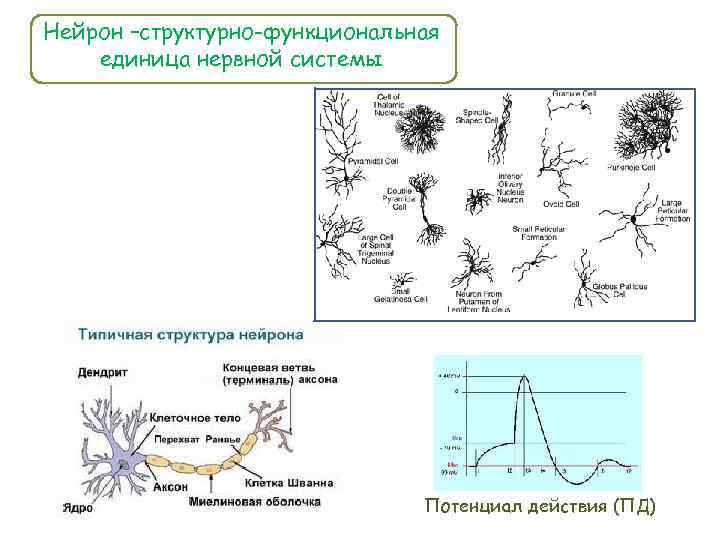 Нейрон –структурно-функциональная единица нервной системы Потенциал действия (ПД) 
