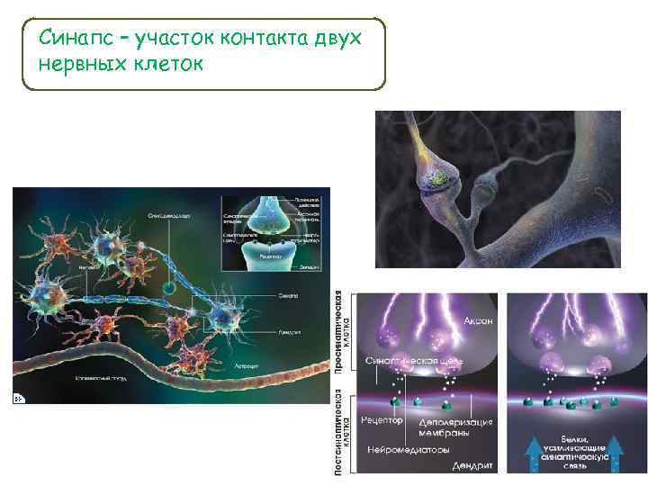 Синапс – участок контакта двух нервных клеток 