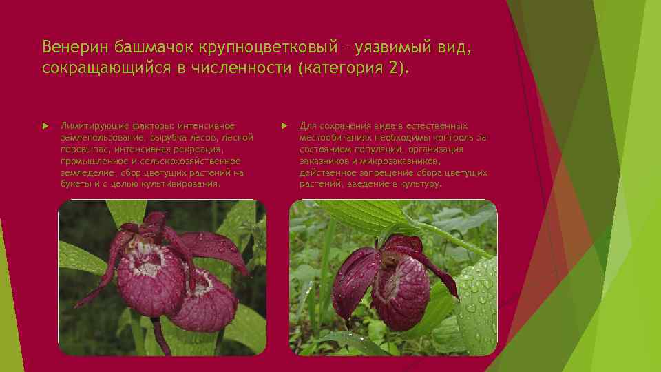 Венерин башмачок крупноцветковый. Венерин башмачок численность в России. Венерин башмачок в какой природной