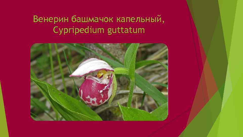 Венерин башмачок капельный, Cypripedium guttatum 