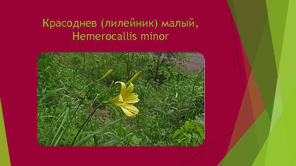 Красоднев (лилейник) малый, Hemerocallis minor 