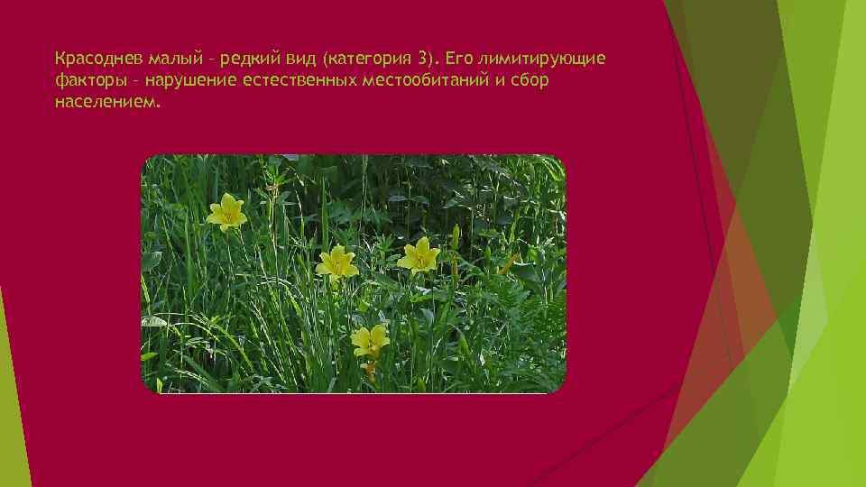 Красоднев малый – редкий вид (категория 3). Его лимитирующие факторы – нарушение естественных местообитаний