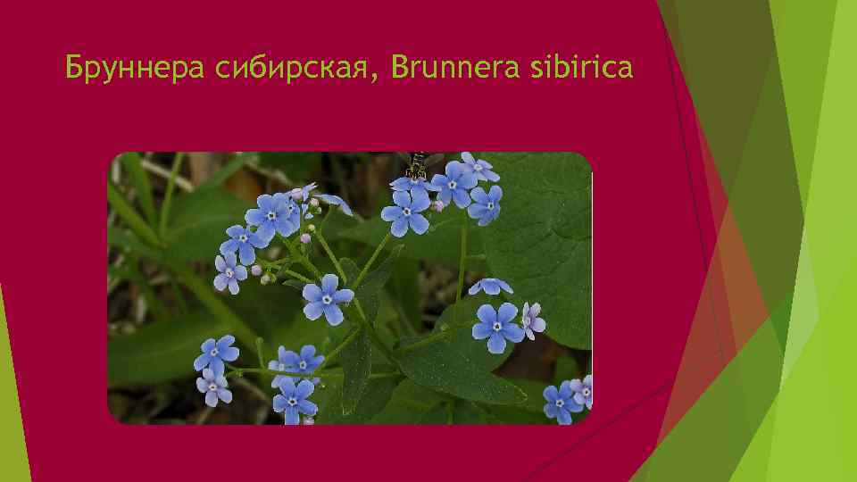 Бруннера сибирская, Brunnera sibirica 