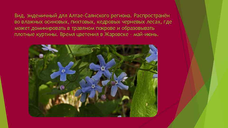 Вид, эндемичный для Алтае-Саянского региона. Распространён во влажных осиновых, пихтовых, кедровых черневых лесах, где