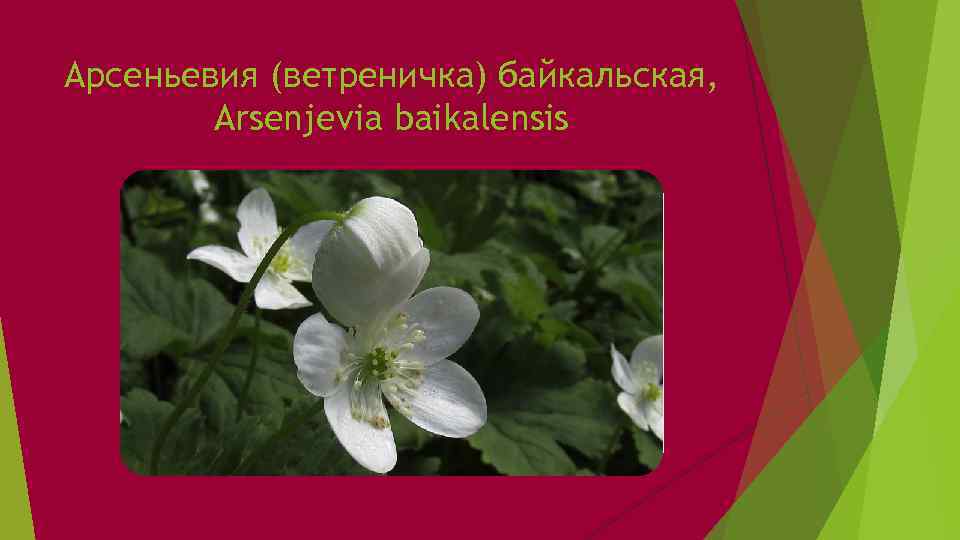 Арсеньевия (ветреничка) байкальская, Arsenjevia baikalensis 