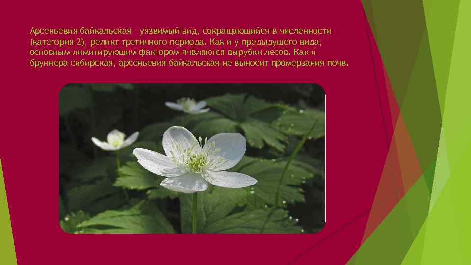 Арсеньевия байкальская – уязвимый вид, сокращающийся в численности (категория 2), реликт третичного периода. Как