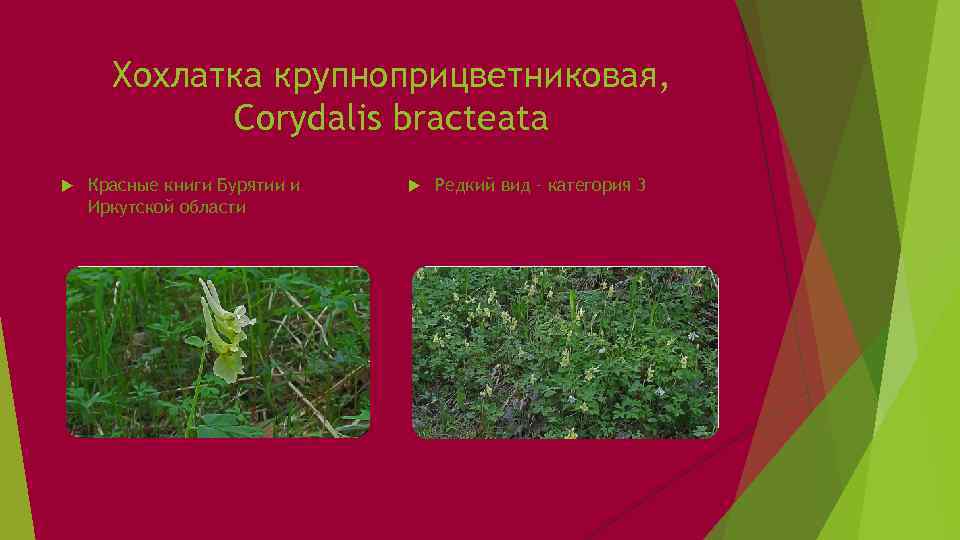 Хохлатка крупноприцветниковая, Corydalis bracteata Красные книги Бурятии и Иркутской области Редкий вид – категория