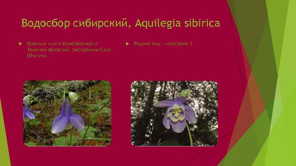 Водосбор сибирский, Aquilegia sibirica Красные книги Кемеровской и Томской областей, республики Саха (Якутия) Редкий